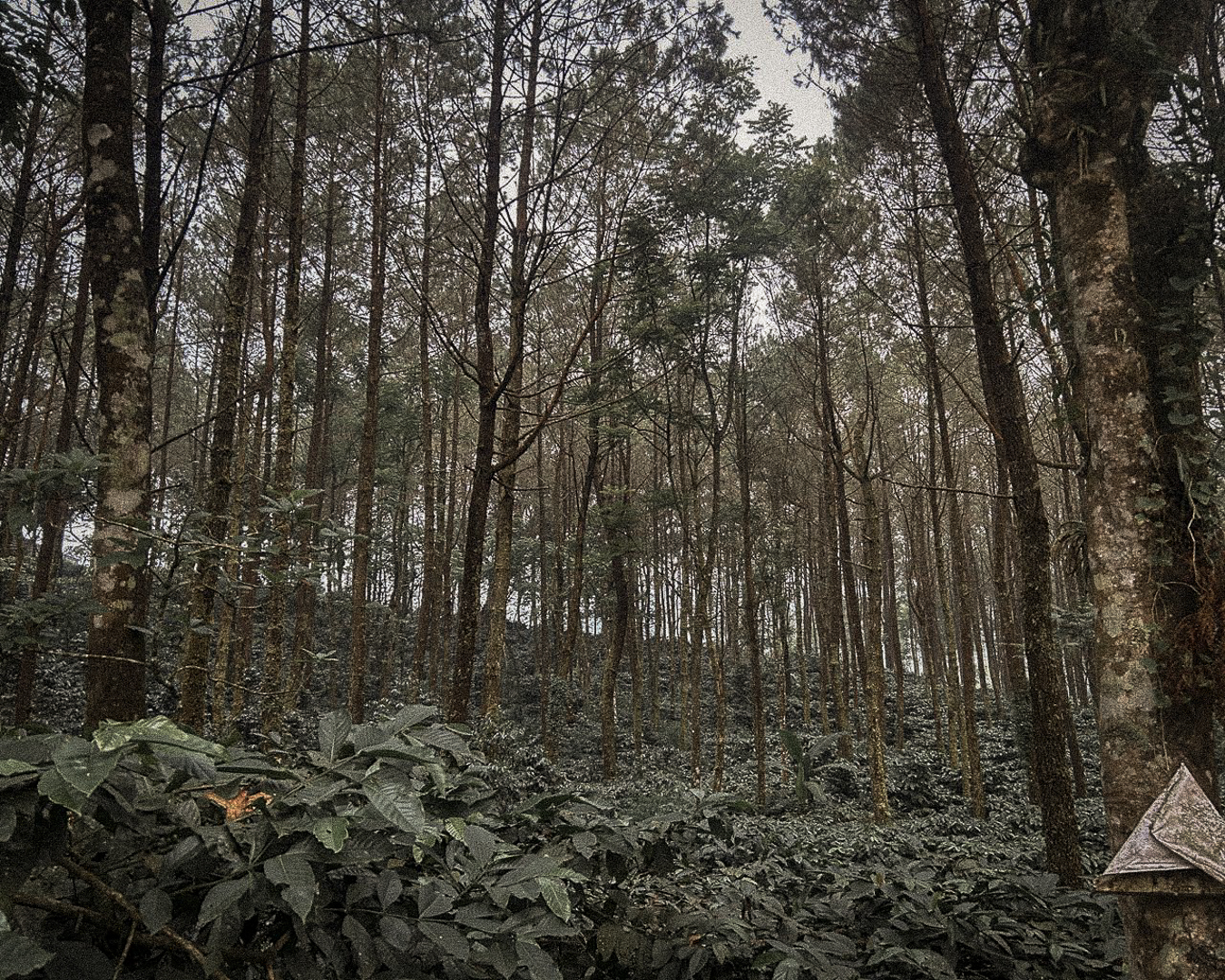 Misty Agroforestry Coffee Canopy on Gunung Anjasmoro